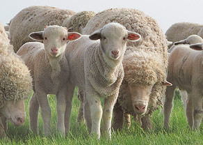 Значение овцевОдства