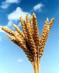 Пшеница всех сортов оптом