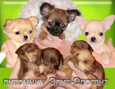 Чихуахуа и Той терьер щенки самых маленьких собак в мире