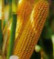 Семена раннеспелых сортов кукурузы
