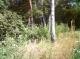 Лесной участок 12 соток со всеми центральными коммуникациями, Ново-Рижское ш., 10 км от МКАД.