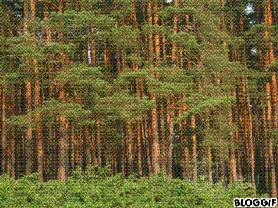 Лесной участок 8 сот. на окраине г. Домодедово, 16 км от Мкад